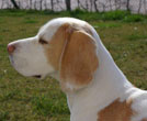 Beagle Yvi Kopf